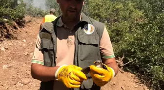 Son Dakika | Tunceli'deki orman yangınları kontrol altına alındı