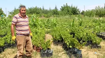 Akyurt'ta hedef ata tohumunu yaygınlaştırmak