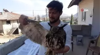 Yaralı bulunan puhu kuşu hayvanat bahçesine gönderildi