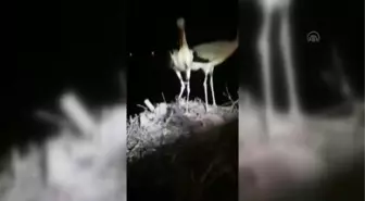 Yuvasında ayağına ip dolanması nedeniyle mahsur kalan leylek elektrik arıza ekiplerince kurtarıldı