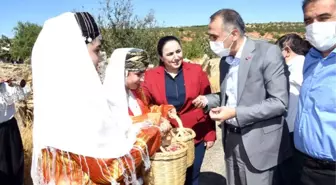 Besni İlçesinde Fıstık Hasadı Başladı