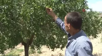 Geziden getirilip ekilen hünnap meyvesi mahallenin geçim kaynağı oldu