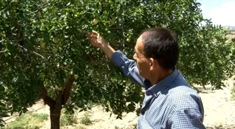 Geziden getirilip ekilen hünnap meyvesi mahallenin geçim kaynağı oldu