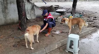 HAYDİ ekipleri, afet bölgesinde sokak hayvanlarını besledi