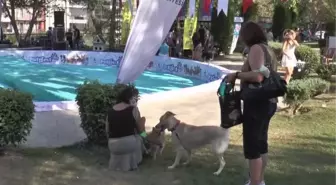 Denizli Pati Festivali'nde köpekler sokak hayvanları için yarıştı