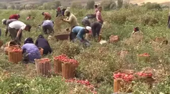 Türkiye'nin 'salçalık domates üretim merkezleri'nden Bursa'da verim yüz güldürüyor