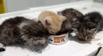 4 kittens found exhausted from hunger are under the care