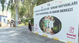 Orman yangınlarında yaralanan hayvanlar hem şifaya hem de yeni sahiplerine kavuştu