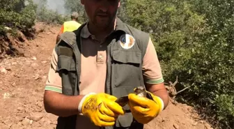 'Ormancılık her şeyden önce vicdan işidir'