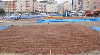 Espiye'de halk pazarı fındık harmanı oldu