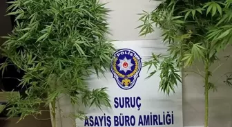 Şanlıurfa'da çok miktarda uyuşturucu madde ve silah ele geçirildi