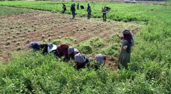 Adana'da tıbbi ve aromatik bitkilerin hasadı yapıldı