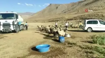 Gürpınar Belediyesi susuz kalan koyun sürüsü için seferber oldu