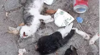 Yavru kediler, köpeklerin saldırısı sonucu ölmüş