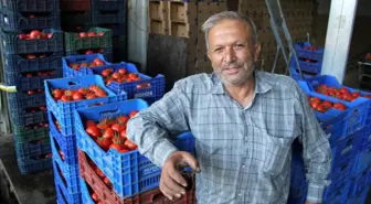 Antalya'da domates ve biber üreticisinde Rusya sevinci