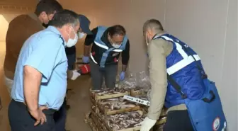 BALIK HALİNE BOY BASKINI: 8 TON 795 KİLOGRAM BALIĞA EL KONULDU