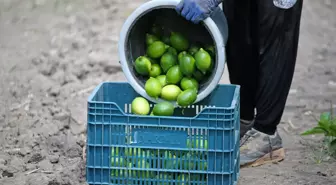 Hasadına başlanan limonda hedef 500 bin tondan fazla ihracat