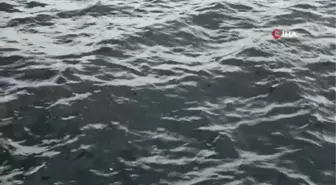 Müsilaj komisyonu Marmara'da araştırmalarını sürdürüyor