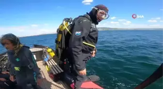 Nesli tükenmekte olan kırmızı mercanlar, Çanakkale Boğazı'ndaki batık gemilerde hayat buluyor
