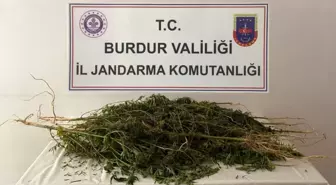 Ormanlık alana kenevir ekimi jandarmanın gözünden kaçmadı