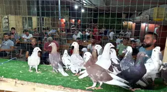 Patentli güvercinler Aydın'dan, Denizli'ye uçtu