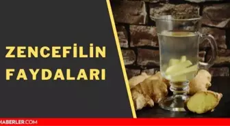 Zencefilin faydaları ve zararları nelerdir? Zencefil hangi yemeklerde kullanılır? Zencefil mideye dokunur mu? Zencefil nasıl bir bitkidir?