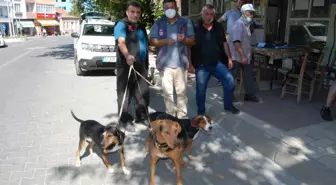 Bayramiç'te av köpeklerine kuduz aşısı yapıldı