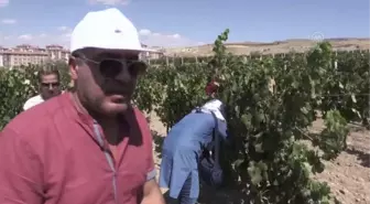 '49. Uluslararası Ürgüp Bağ Bozumu ve Balon Festivali' üzüm hasadı ile sona erdi