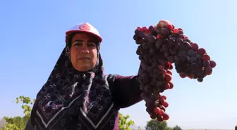 Burdur Gölü kenarında susuz yetişen Dimrit üzümünün pekmezi damakları tatlandırıyor