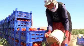 Domateste yüksek verim tezgahtaki fiyatı düşürmedi...'Tarlada 2 liraya çıkan domatesi marketten 10 liraya yiyoruz'