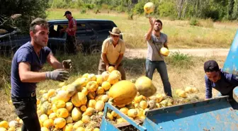 Beyşehir'de genç çiftçiler deneme amaçlı çekirdeklik kabak yetiştirdi