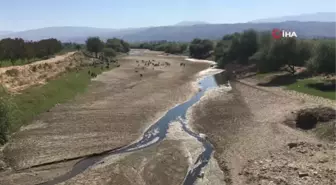 Kuruyan Büyük Menderes koyunlara otlak oldu