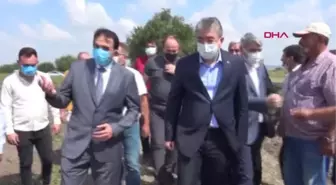 OSMANİYE'DE YER FISTIĞI HASADI