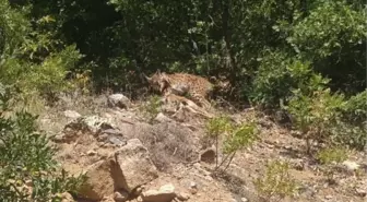 'Ormanın hayaleti' vaşak avda görüntülendi