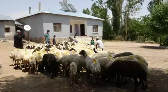 Van'da devletin sürü desteği 'tersine göç'ü başlattı