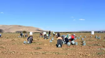 Bayburt'ta patates hasadına başlandı