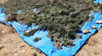 Bingöl'de 78 kilogram esrar ele geçirildi