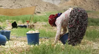 Büyükşehir'in tarlarında yetişen soğanlar ihtiyaç sahiplerine ulaştırıldı