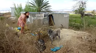 Garsonluk yaptıkları otelde çöpe atılan yemeklerle sokak köpeklerini besliyor