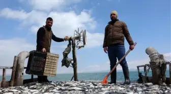 VAN GÖLÜ'NDE İNCİ KEFALİ POPÜLASYONUNDA ARTIŞ