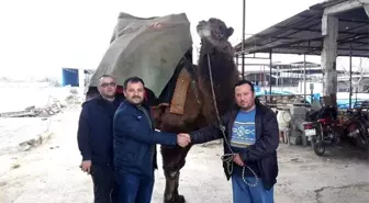 Son Dakika | Aydın'da ilginç bir 'deve' davası