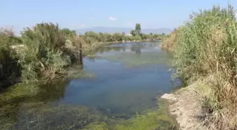 Son dakika haberi: BÜYÜK MENDERES'İN ESKİ YATAĞINDAKİ BALIK ÖLÜMLERİNİN NEDENİ FAZLA TUZ ÇIKTI