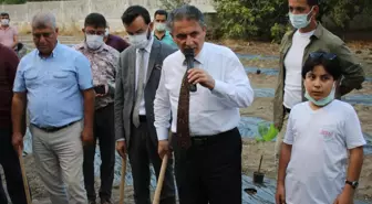 Hatay'da tarım uygulama alanına muz fidesi dikimi gerçekleşti