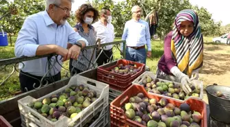 Başkan Erdem'den çağrı: 'İnciri üreticiden alın'