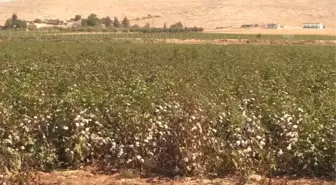 ŞANLIURFA - Şanlıurfa'da 'beyaz altın' hasadı başladı