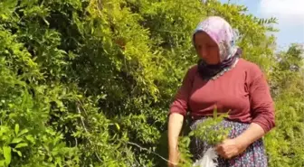 Son dakika haberi! Çukurovalı kadınların geleneksel nar ekşisi mesaisi