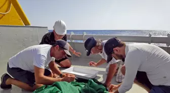 Finike Denizaltı Dağları Özel Çevre Koruma Bölgesinde deniz memelileri izlenmeye başlandı