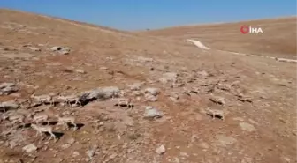 Urfa dağlarındaki ceylanlar havadan görüntülendi