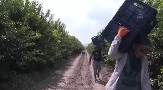 ADANA/MERSİN - Doğu Akdenizli ihracatçılar, Orta Asya'ya 'Demir İpek Yolu' ile ulaşmak istiyor