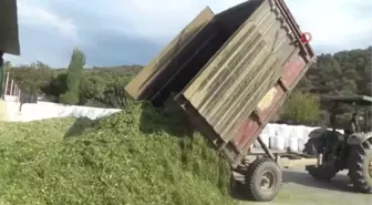 Pandemideki yem açığına karşı silaj paketleme tesisi kurdu